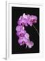 USA, Georgia, Savannah, cluster of orchids.-Joanne Wells-Framed Premium Photographic Print