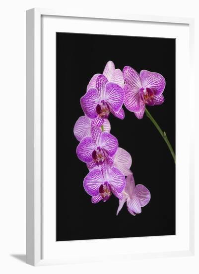 USA, Georgia, Savannah, cluster of orchids.-Joanne Wells-Framed Photographic Print