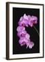 USA, Georgia, Savannah, cluster of orchids.-Joanne Wells-Framed Photographic Print