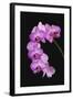 USA, Georgia, Savannah, cluster of orchids.-Joanne Wells-Framed Photographic Print