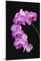 USA, Georgia, Savannah, cluster of orchids.-Joanne Wells-Mounted Photographic Print
