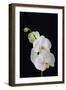 USA, Georgia, Savannah, cluster of orchids.-Joanne Wells-Framed Photographic Print