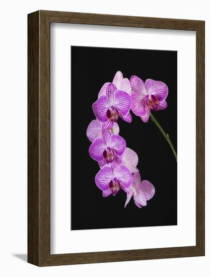 USA, Georgia, Savannah, cluster of orchids.-Joanne Wells-Framed Photographic Print