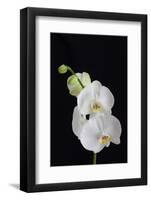 USA, Georgia, Savannah, cluster of orchids.-Joanne Wells-Framed Photographic Print