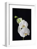 USA, Georgia, Savannah, cluster of orchids.-Joanne Wells-Framed Photographic Print