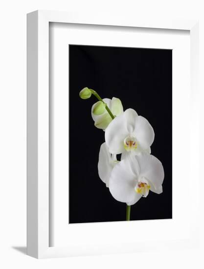 USA, Georgia, Savannah, cluster of orchids.-Joanne Wells-Framed Photographic Print