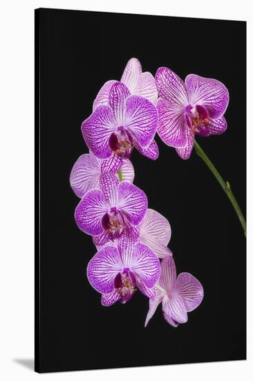 USA, Georgia, Savannah, cluster of orchids.-Joanne Wells-Stretched Canvas