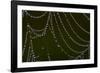 USA, Georgia, Savannah, Dew Drops on Spider a Web-Joanne Wells-Framed Photographic Print