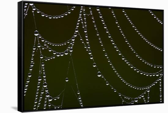 USA, Georgia, Savannah, Dew Drops on Spider a Web-Joanne Wells-Framed Stretched Canvas