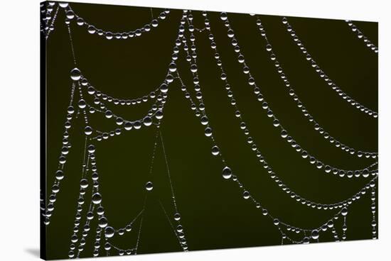 USA, Georgia, Savannah, Dew Drops on Spider a Web-Joanne Wells-Stretched Canvas