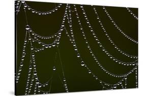 USA, Georgia, Savannah, Dew Drops on Spider a Web-Joanne Wells-Stretched Canvas