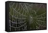 USA, Georgia, Savannah, Dew Drops on Spider a Web-Joanne Wells-Framed Stretched Canvas