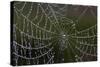 USA, Georgia, Savannah, Dew Drops on Spider a Web-Joanne Wells-Stretched Canvas