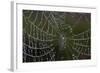 USA, Georgia, Savannah, Dew Drops on Spider a Web-Joanne Wells-Framed Photographic Print