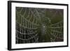 USA, Georgia, Savannah, Dew Drops on Spider a Web-Joanne Wells-Framed Photographic Print