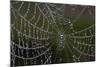 USA, Georgia, Savannah, Dew Drops on Spider a Web-Joanne Wells-Mounted Photographic Print