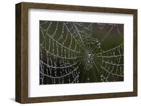 USA, Georgia, Savannah, Dew Drops on Spider a Web-Joanne Wells-Framed Photographic Print