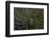 USA, Georgia, Savannah, Dew Drops on Spider a Web-Joanne Wells-Framed Photographic Print