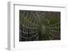 USA, Georgia, Savannah, Dew Drops on Spider a Web-Joanne Wells-Framed Photographic Print