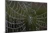 USA, Georgia, Savannah, Dew Drops on Spider a Web-Joanne Wells-Mounted Photographic Print