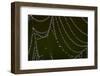 USA, Georgia, Savannah, Dew Drops on Spider a Web-Joanne Wells-Framed Photographic Print