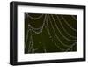 USA, Georgia, Savannah, Dew Drops on Spider a Web-Joanne Wells-Framed Photographic Print