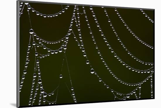 USA, Georgia, Savannah, Dew Drops on Spider a Web-Joanne Wells-Mounted Photographic Print