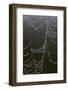 USA, Georgia, Savannah, Dew Drops on Spider a Web-Joanne Wells-Framed Photographic Print