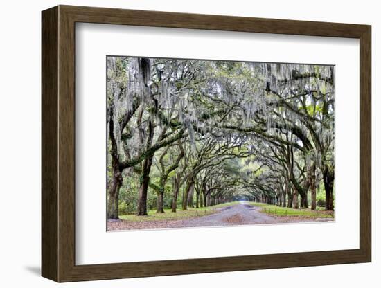 USA, Georgia, Savannah. drive at entrance to plantation-Hollice Looney-Framed Photographic Print