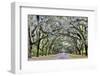 USA, Georgia, Savannah. drive at entrance to plantation-Hollice Looney-Framed Photographic Print