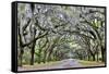 USA, Georgia, Savannah. drive at entrance to plantation-Hollice Looney-Framed Stretched Canvas