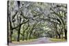 USA, Georgia, Savannah. drive at entrance to plantation-Hollice Looney-Stretched Canvas