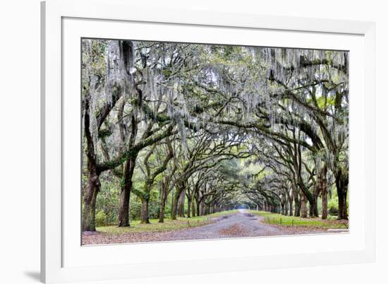USA, Georgia, Savannah. drive at entrance to plantation-Hollice Looney-Framed Premium Photographic Print