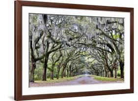 USA, Georgia, Savannah. drive at entrance to plantation-Hollice Looney-Framed Premium Photographic Print