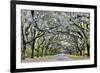 USA, Georgia, Savannah. drive at entrance to plantation-Hollice Looney-Framed Premium Photographic Print