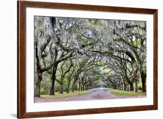 USA, Georgia, Savannah. drive at entrance to plantation-Hollice Looney-Framed Premium Photographic Print