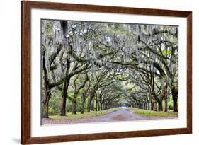 USA, Georgia, Savannah. drive at entrance to plantation-Hollice Looney-Framed Premium Photographic Print