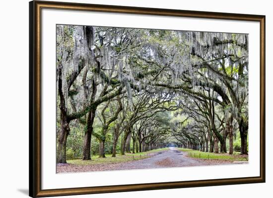 USA, Georgia, Savannah. drive at entrance to plantation-Hollice Looney-Framed Premium Photographic Print