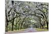 USA, Georgia, Savannah. drive at entrance to plantation-Hollice Looney-Mounted Premium Photographic Print