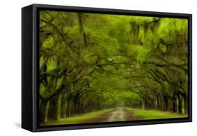 USA, Georgia, Savannah, Drive at Historic Wormsloe Plantation-Joanne Wells-Framed Stretched Canvas