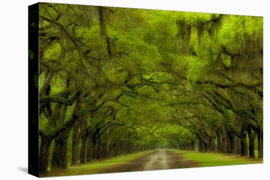 USA, Georgia, Savannah, Drive at Historic Wormsloe Plantation-Joanne Wells-Stretched Canvas