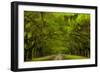 USA, Georgia, Savannah, Drive at Historic Wormsloe Plantation-Joanne Wells-Framed Photographic Print