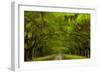 USA, Georgia, Savannah, Drive at Historic Wormsloe Plantation-Joanne Wells-Framed Photographic Print