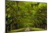 USA, Georgia, Savannah, Drive at Historic Wormsloe Plantation-Joanne Wells-Mounted Photographic Print