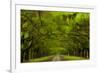 USA, Georgia, Savannah, Drive at Historic Wormsloe Plantation-Joanne Wells-Framed Photographic Print