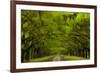 USA, Georgia, Savannah, Drive at Historic Wormsloe Plantation-Joanne Wells-Framed Photographic Print