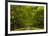 USA, Georgia, Savannah, Drive at Historic Wormsloe Plantation-Joanne Wells-Framed Photographic Print