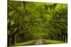 USA, Georgia, Savannah, Drive at Historic Wormsloe Plantation-Joanne Wells-Mounted Photographic Print