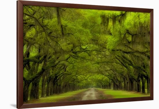 USA, Georgia, Savannah, Drive at Historic Wormsloe Plantation-Joanne Wells-Framed Photographic Print