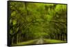 USA, Georgia, Savannah, Drive at Historic Wormsloe Plantation-Joanne Wells-Framed Stretched Canvas